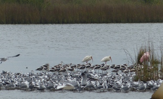 Birds in rows